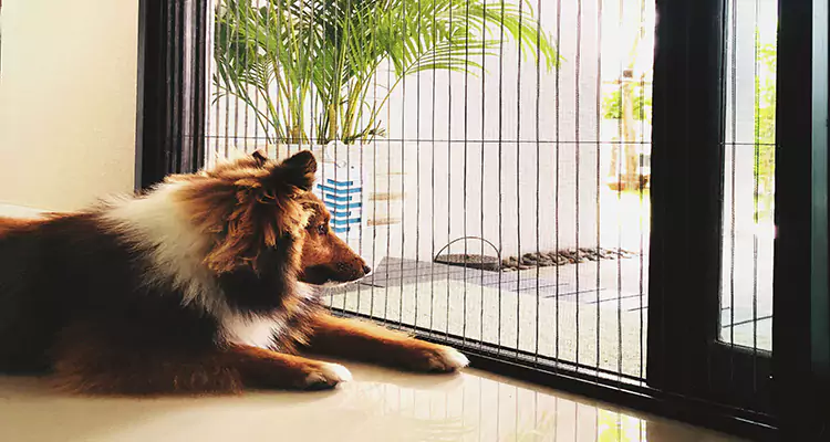 Sliding Screen Pet Door Repair in San Bruno, CA