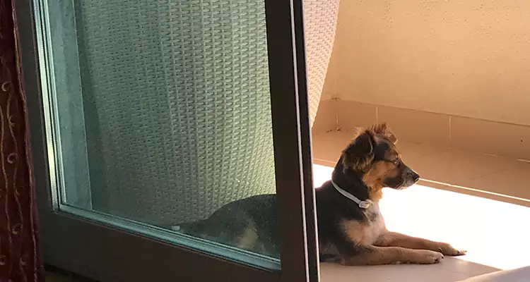 French Door Pet Screen Repair in San Bruno, CA